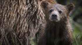 ours
