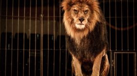 La présentation d'animaux sauvages bientôt interdite dans les cirques itinérants