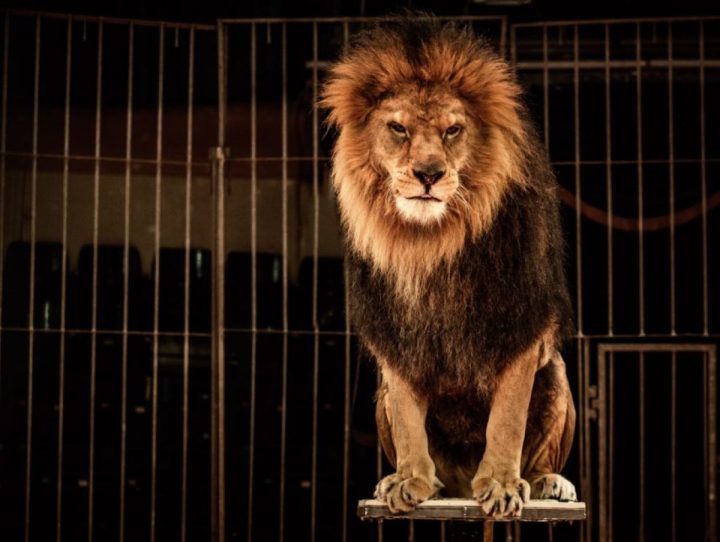 La présentation d'animaux sauvages bientôt interdite dans les cirques itinérants