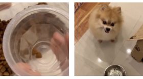 chien