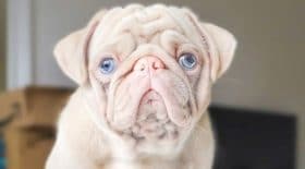 carlin albinos
