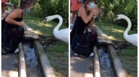 Ce cygne lui donne une bonne leçon