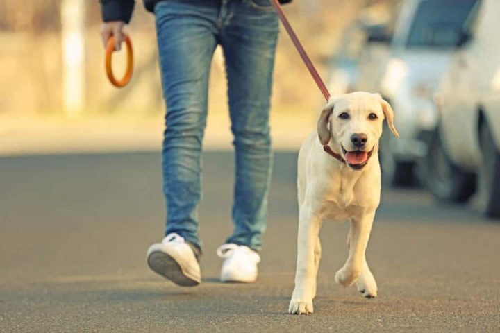 chien balade arrêt même endroit