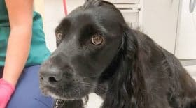 chien failli mourir masque parc