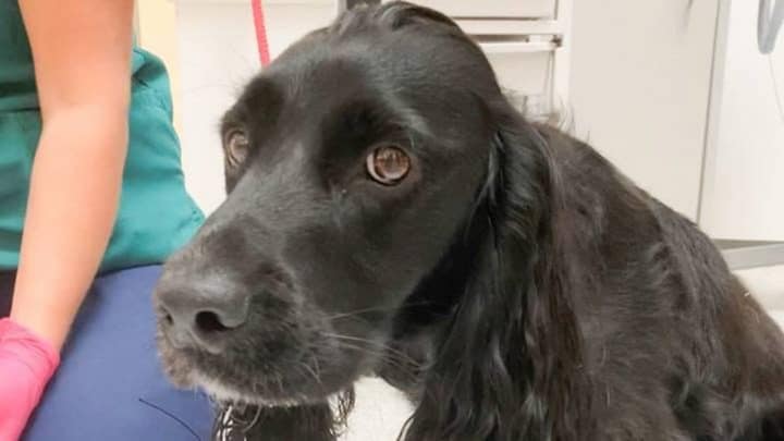 chien failli mourir masque parc