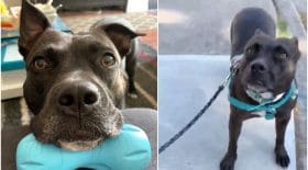Tous les jours cette chienne s'arrête et ne veut plus avancer pendant sa balade... pour une raison bien particulière !