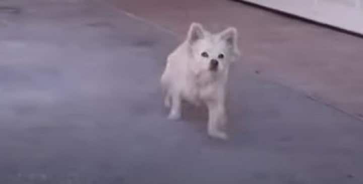 en-demenageant-ils-commettent-le-pire-mais-heureusement-lhistoire-finit-bien