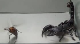 frelon géant combat scorpion