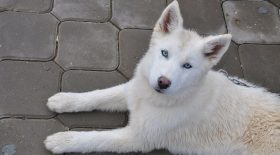 chien Husky