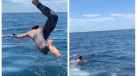 requin
