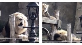 lion