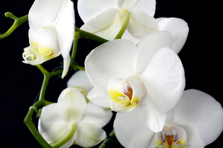 orchidée à prix cassé à lidl