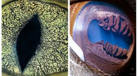 Un photographe réalise une série de photo sur les yeux des animaux et e résultat est bluffant