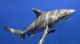 requin préhistorique mégalodon