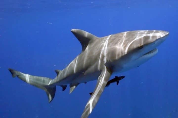 requin préhistorique mégalodon