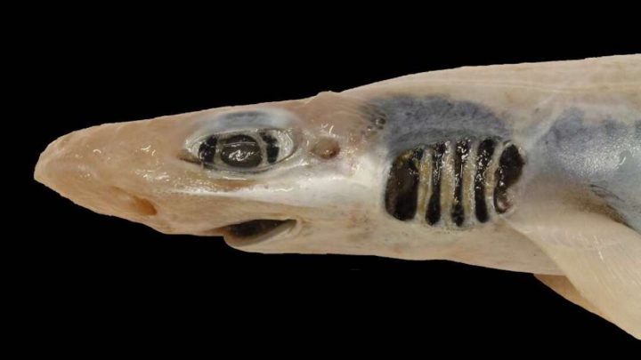 requin sans dent sans peau