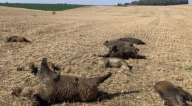 Une dizaine de sangliers ont été retrouvés écrasés dans un champs dans les Vosges