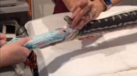 serviette plage serpent