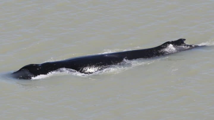 Trois baleines à bosse coincées dans une rivière infestée de crocodiles