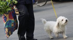animaux de compagnie infecté covid-19