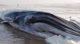 baleine échouée plage