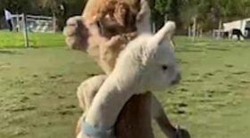 bébé alpaga câlin maman