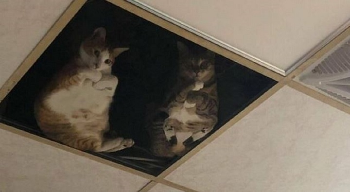 ce-commercant-installe-un-plafond-en-verre-pour-que-ses-chats-puissent-etre-plus-proches-lui