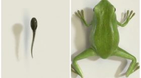 Ce têtard se transforme en grenouille