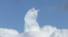 Chat devient un Dieu