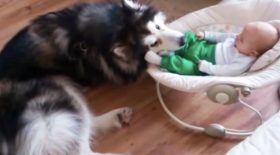 Chien et bébé