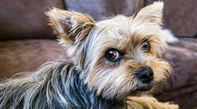 chien yorkshire enterré vivant prisonnier sac poubelle