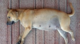 chienne frôle mort gestante chiots décédés
