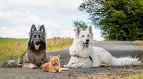 Deux chiens et un chat sont les meilleurs amis du monde