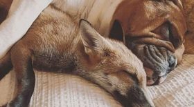 decouvrez-lincroyable-histoire-de-la-belle-et-le-clochard-version-moderne-entre-ce-renard-et-ce-bouledogue