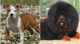quelles sont les races de chiens les plus dangereuses?