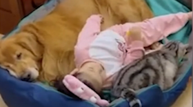 Elle s'apprête à faire une sieste avec ses animaux de compagnie
