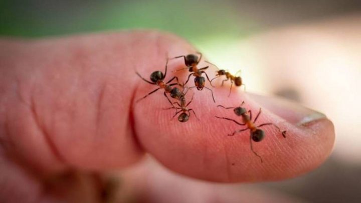 fourmis animaux de compagnie