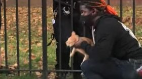 incroyable-un-chat-saute-dun-immeuble-avec-la-queue-en-feu-pour-echapper-lincendie