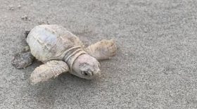 incroyable-une-tortue-mer-blanche-fait-son-apparition-caroline-du-sud