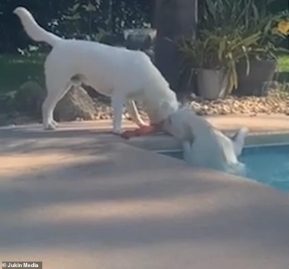 Un Labrador Retriever sauve sa soeur