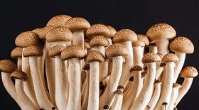 lsd-et-champignons-hallucinogenes-et-sils-etaient-nouveaux-medicaments-de-demain