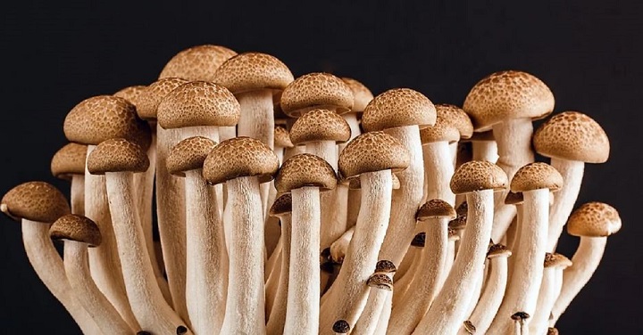 lsd-et-champignons-hallucinogenes-et-sils-etaient-nouveaux-medicaments-de-demain