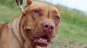 Un pitbull attaque violemment une fillette de 7 ans