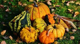 courges