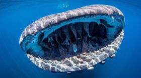 requin baleine poissons bouche Evans Baudin