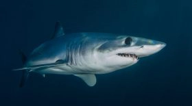 Requin blanc albinos