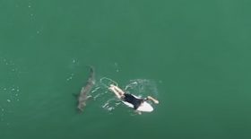 Un requin suit un surfeur à la trace