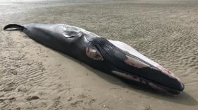 rorqual échoué baie de somme