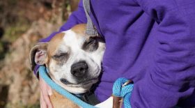 Le sauvetage réussi d'un chien