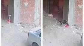 Un chat vole à son secours alors qu'il se fait attaquer par un chien
